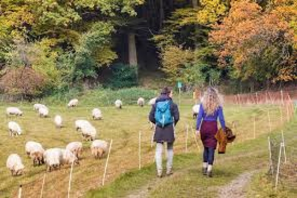 Wandelen en uitwaaien